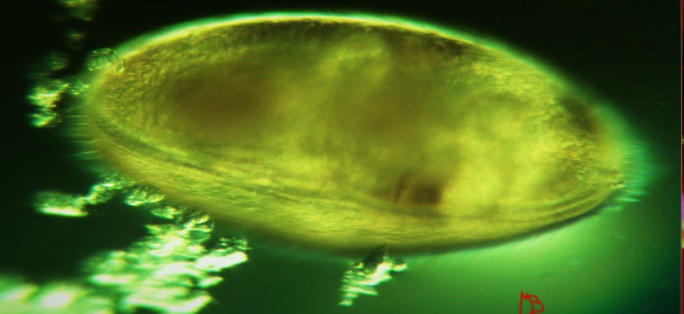 ostracode da determinare